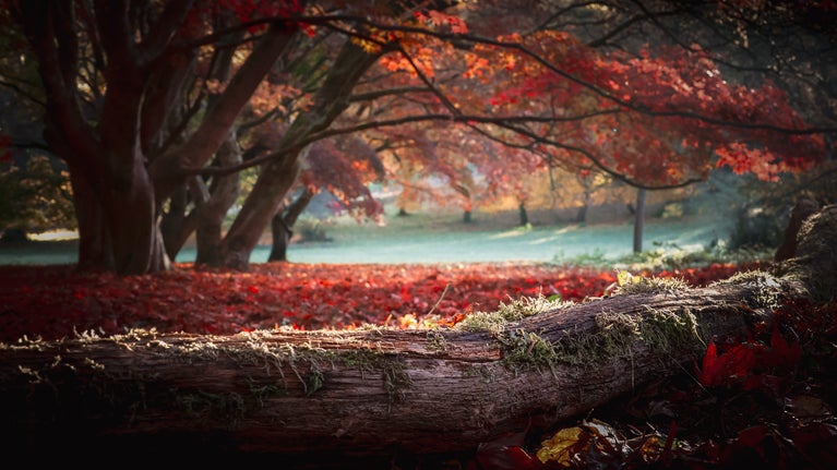 A fallen tree trunk covered in moss lies in the foreground of a woodland scene, with red and orange autumn leaves scattered across the ground beneath mature trees.